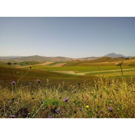Miele Millefiori di Sicilia