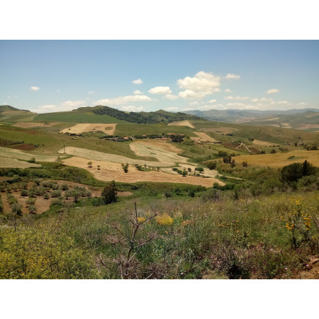Miele Millefiori di Sicilia